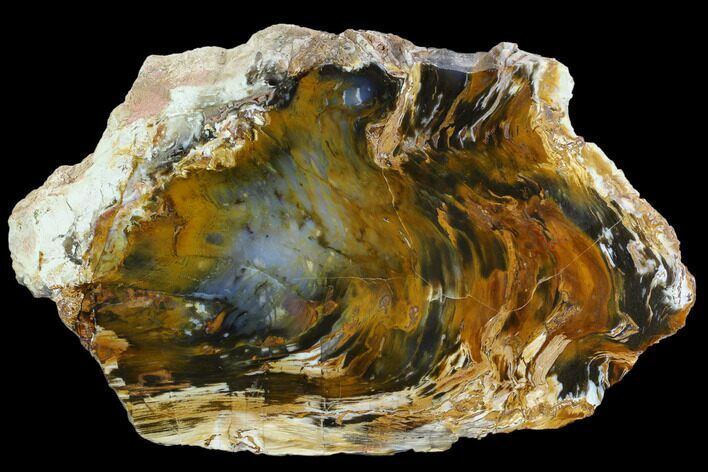 Colorful, Hubbard Basin Petrified Wood Slab #124232